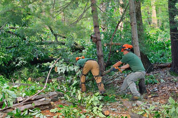 The Steps Involved in Our Tree Care Process in Portola Valley, CA